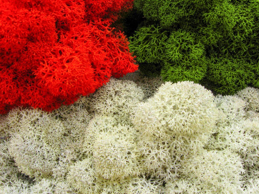 Reference image of Polarmoss Ltd. Close-up image of colored reindeer moss. Red, green and light grey moss produced by Polarmoss.
