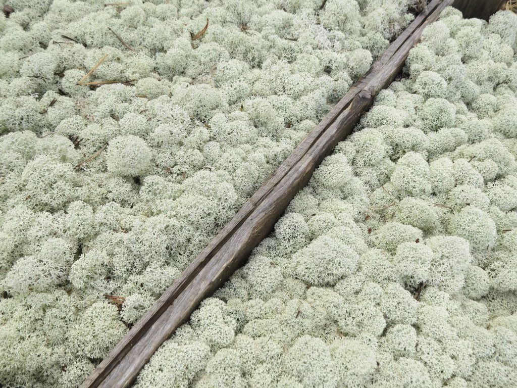 Close-up image of hand-picked moss in wooden boxes. Moss type reindeer moss i.e. cladonia stellaris. Hand-picked by Polarmoss.
