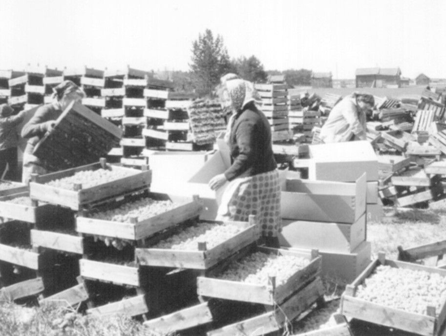 Old black and white image with several women working outside moving piles of wooden boxes filled with reindeer moss. Image of Polarmoss Ltd.