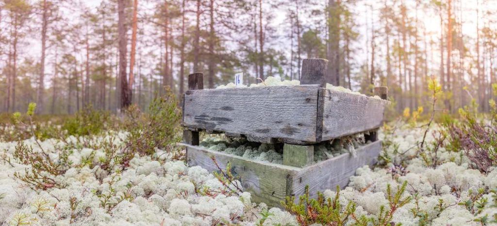 An old wooden box in the forest. Filled with hand-picked reindeer moss. Raw material for colored moss products by Polamoss.