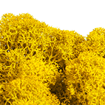 Yellow 06